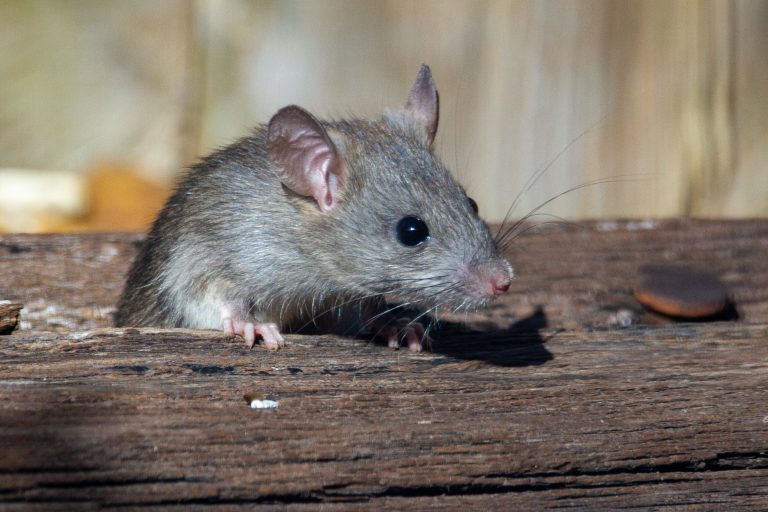 General Pest Services